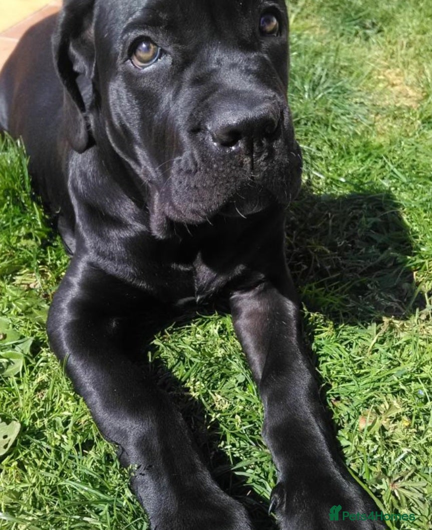 Cane Corso dogs Looking for a new home for my babyboy Seven. - Advert 3