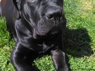 Cane Corso dogs Looking for a new home for my babyboy Seven. - Advert 1