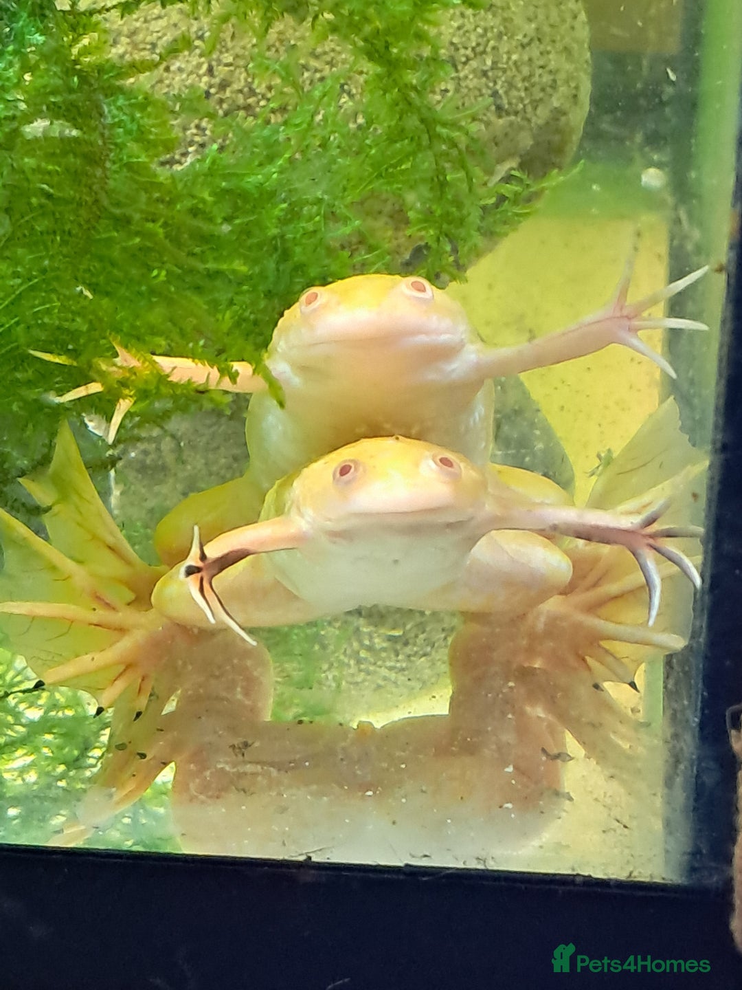 Frog reptiles for sale: African Clawed Frogs (albino) - Image 4