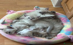 Ragdoll cats for sale: 6 Beautiful Ragdoll x Bengal kittens - Image 8