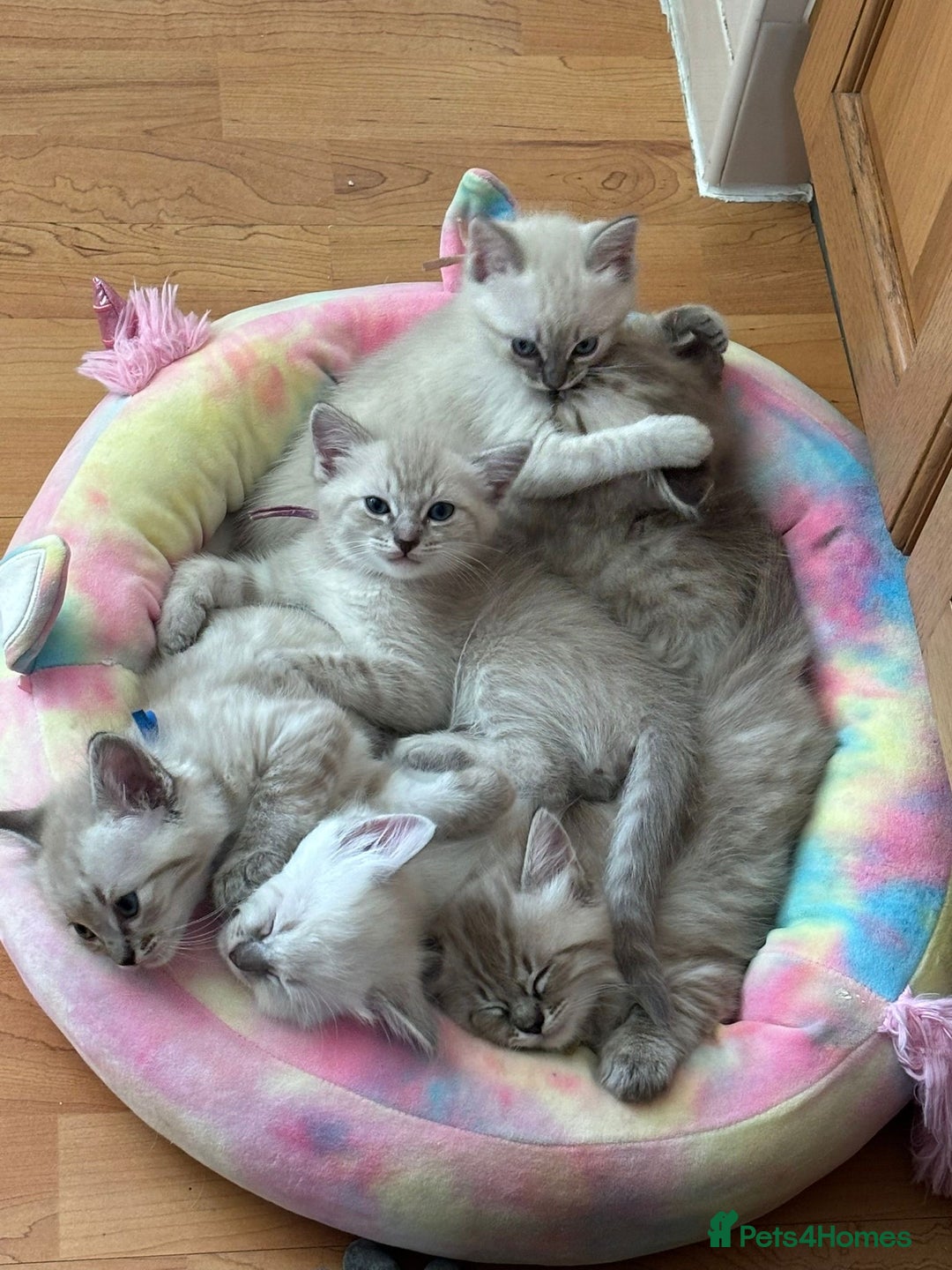 Ragdoll cats for sale: 6 Beautiful Ragdoll x Bengal kittens - Image 8