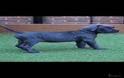 Cane Corso dogs for sale: BEAUTIFUL BLUE CANE CORSO GIRLS - Image 15