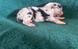 Australian Shepherd dogs for sale: Beautiful Australian Shepherds  - Image 10