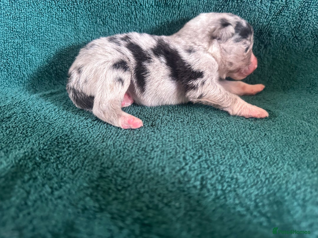 Australian Shepherd dogs for sale: Beautiful Australian Shepherds  - Image 10