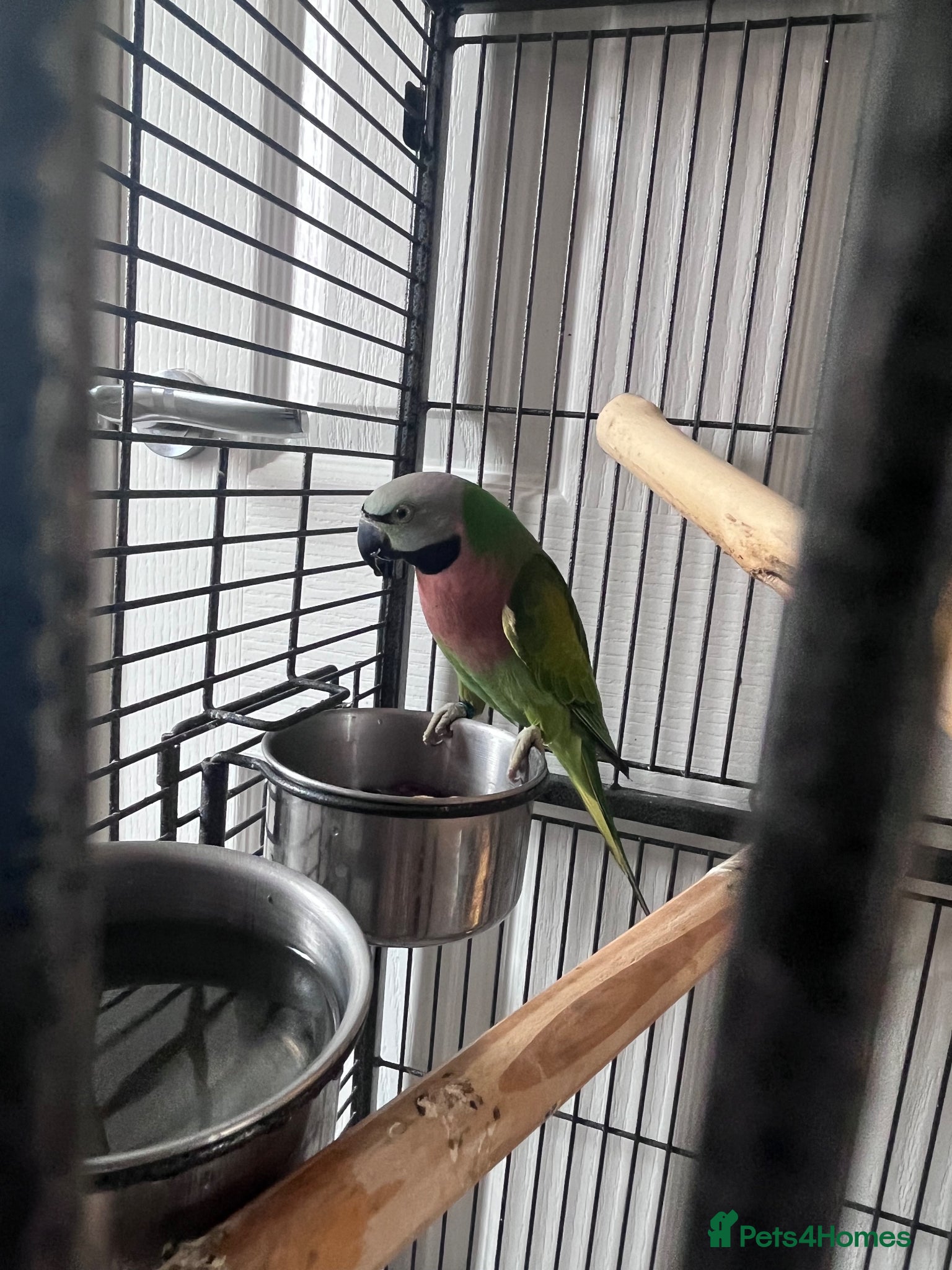 Parakeets birds Moustache parakeet  - Advert 1