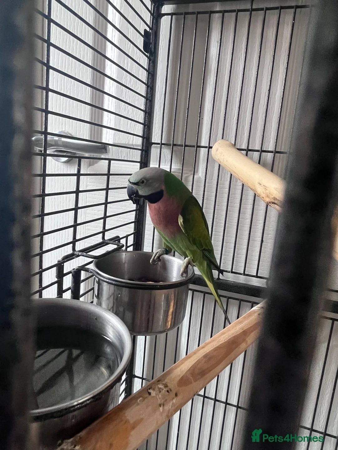 Parakeets birds for sale: Moustache parakeet  - Advert 1