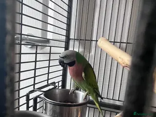 Parakeets birds Moustache parakeet - Advert 2