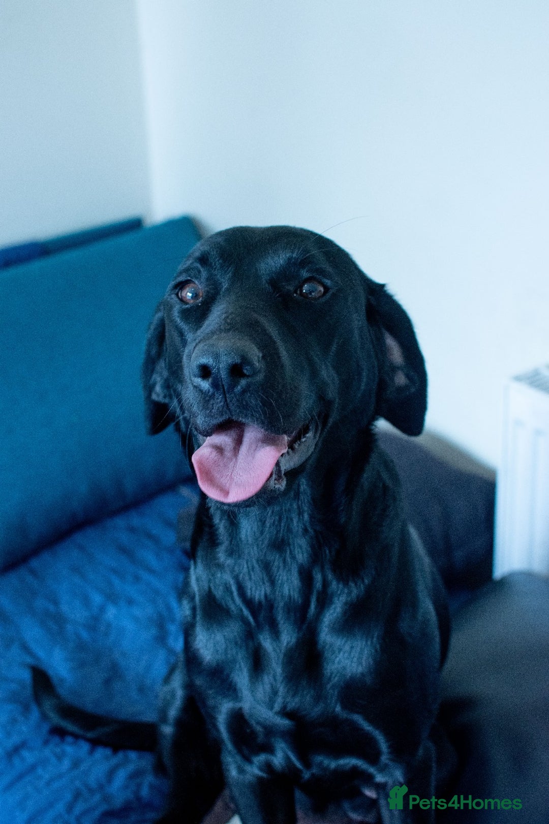 Labrador Retriever dogs for sale: Adorable Labrador Retriever Puppies  🐶💛 - Image 26