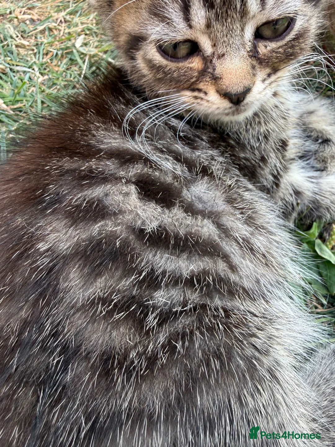 Mixed Breed cats for sale: Gorgeous kittens for sale ready now.  - Advert 1