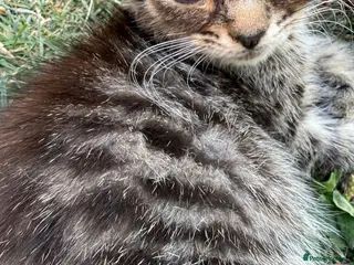 Mixed Breed cats Gorgeous kittens for sale ready now. - Advert 1