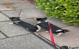 Mixed Breed dogs for adoption: Lolly and Poppy - Advert 7