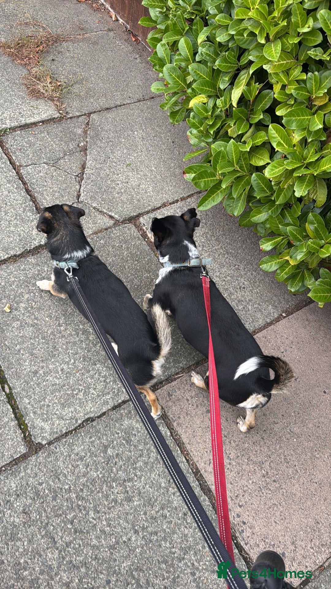 Mixed Breed dogs for adoption: Lolly and Poppy - Advert 7