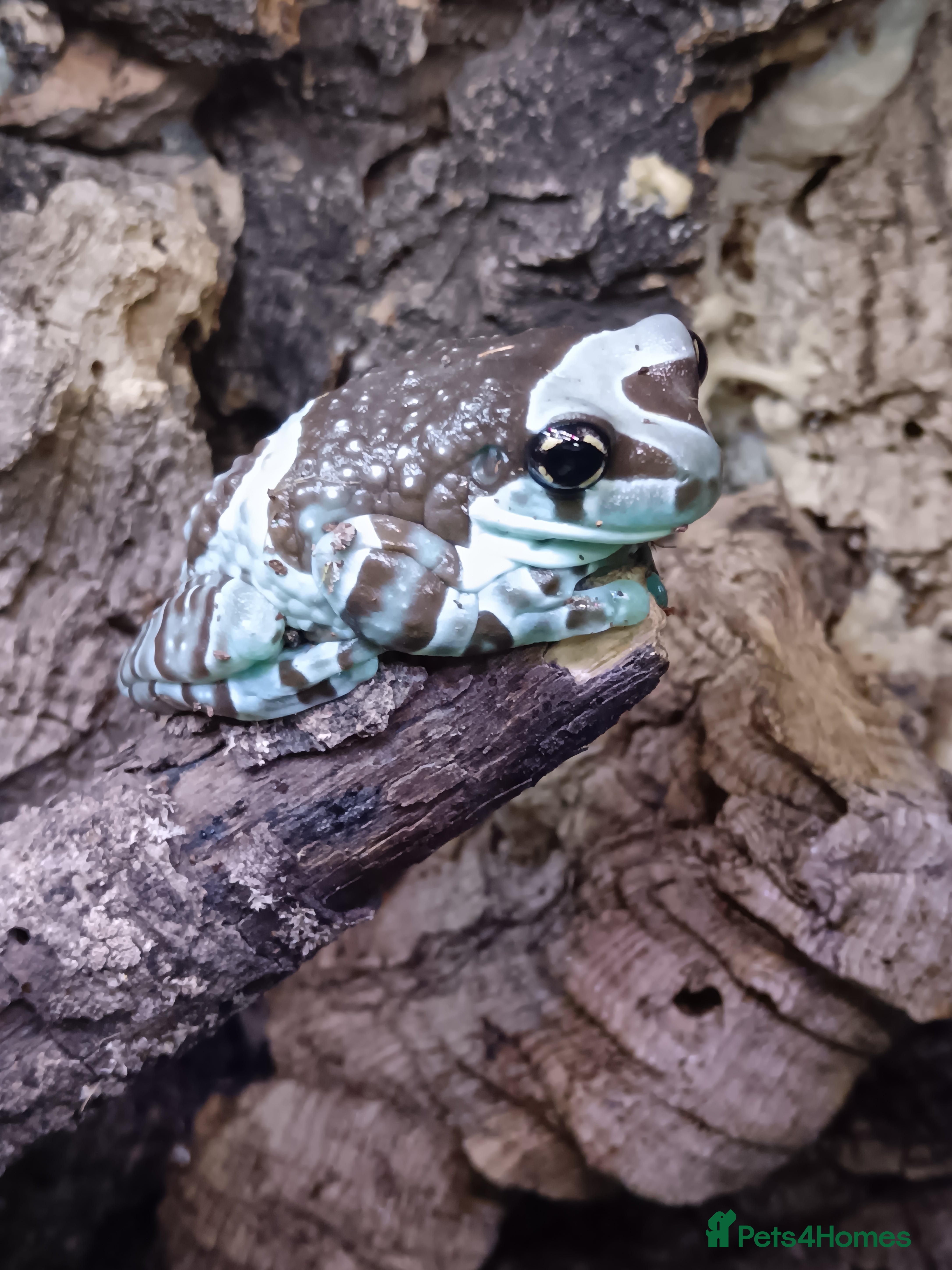 Frog reptiles Amazon milk frogs - Advert 1