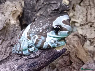 Frog reptiles Amazon milk frogs - Advert 1