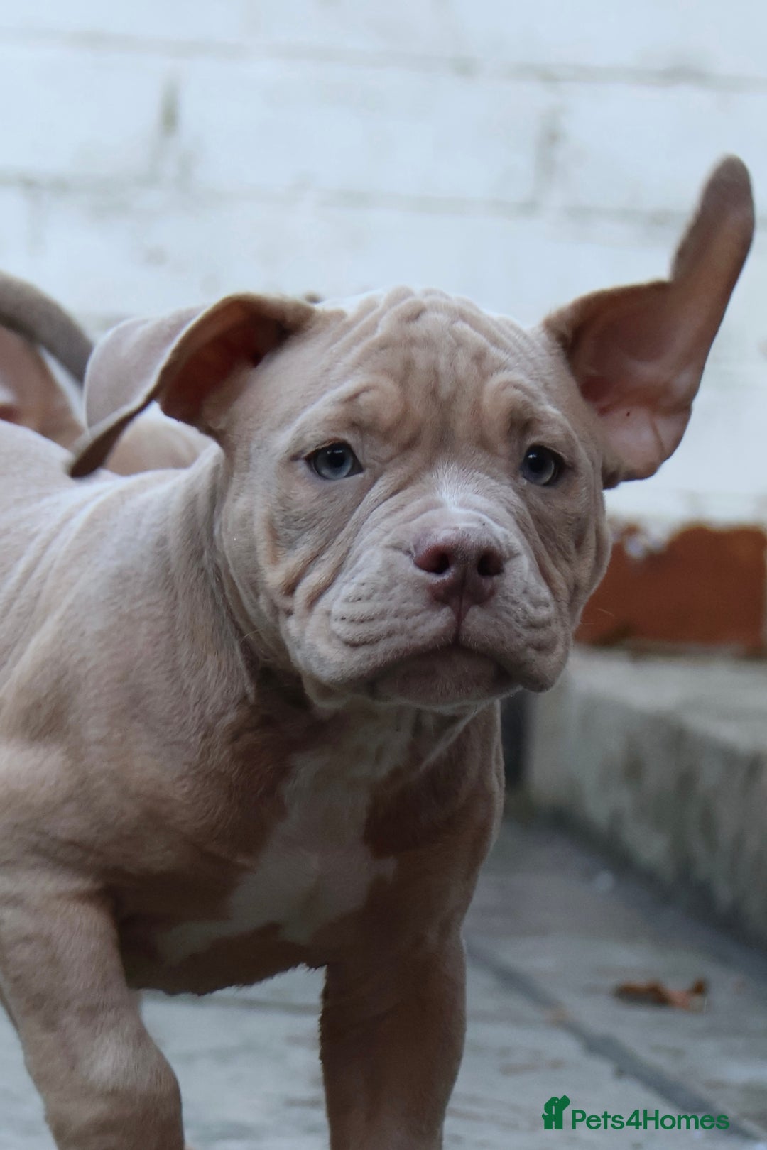 American Bully dogs for sale: Micro American bully puppies  - Advert 15
