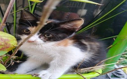 Mixed Breed cats for sale: Gorgeous Part BSH kittens ready to go now - Image 1