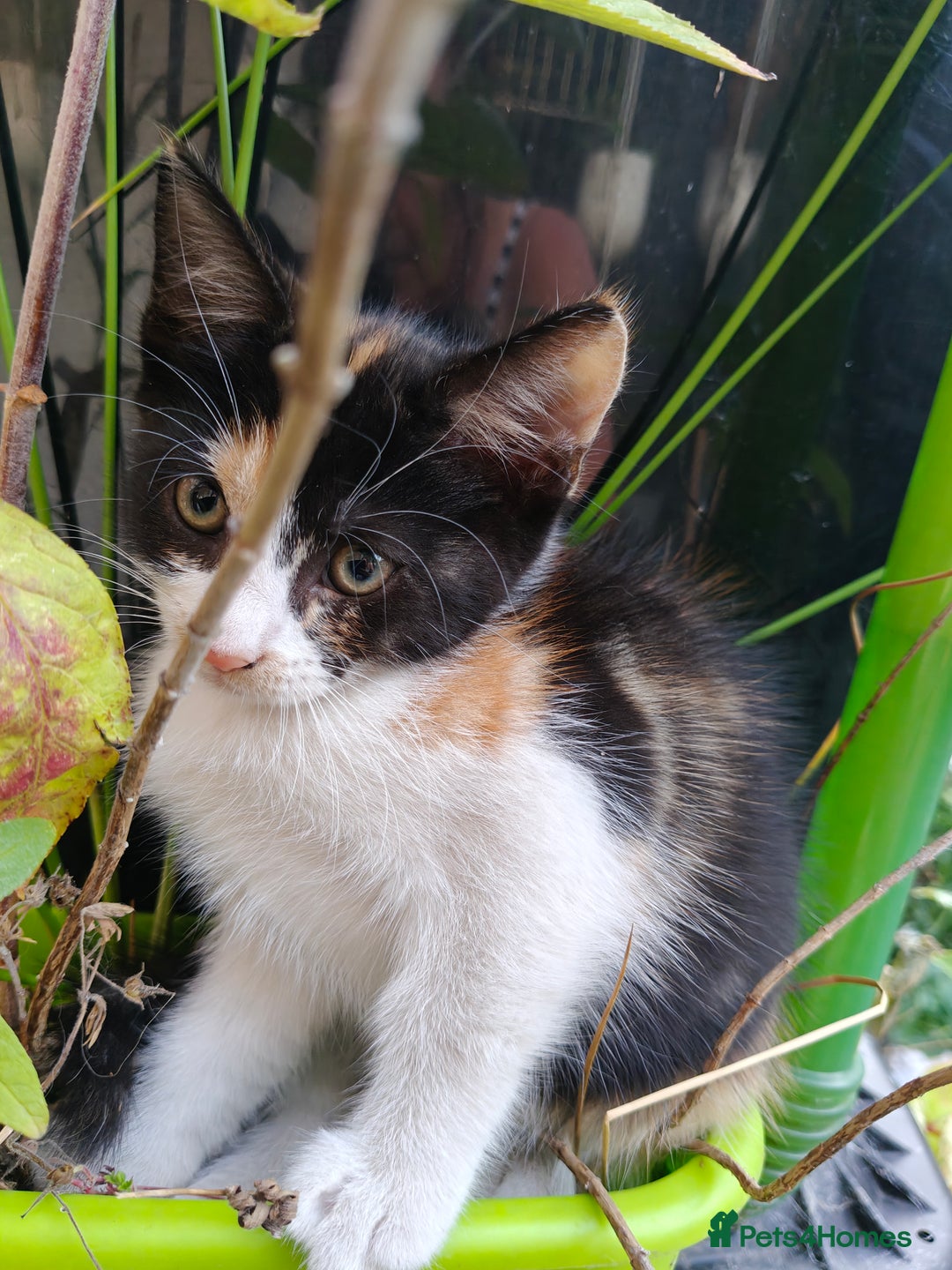 Mixed Breed cats for sale: Gorgeous Part BSH kittens ready to go now - Image 1