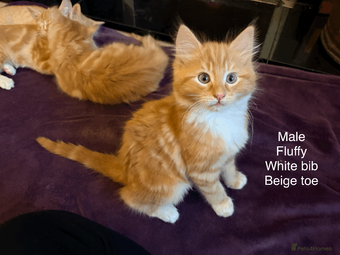 Mixed Breed cats for sale: Seven gingers, bundles of joy! - Advert 8