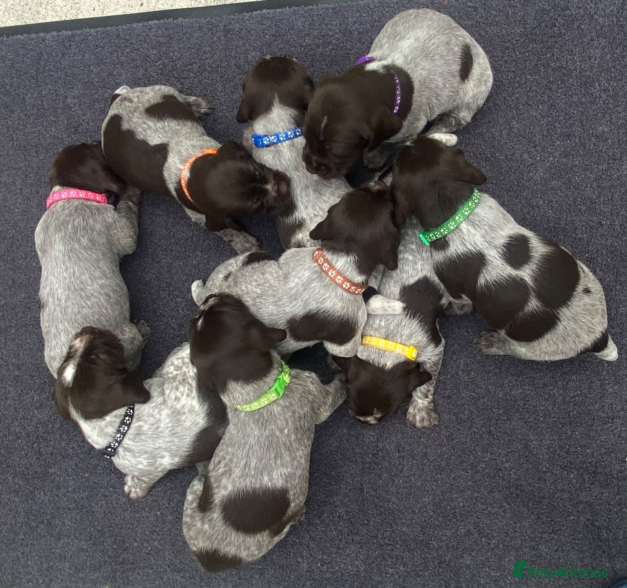 German Wirehaired Pointer dogs KC Registered German Wirehaired Pointer Puppies - Advert 1