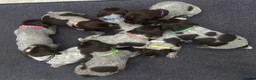 German Wirehaired Pointer dogs for sale: KC Registered German Wirehaired Pointer Puppies - Advert 1