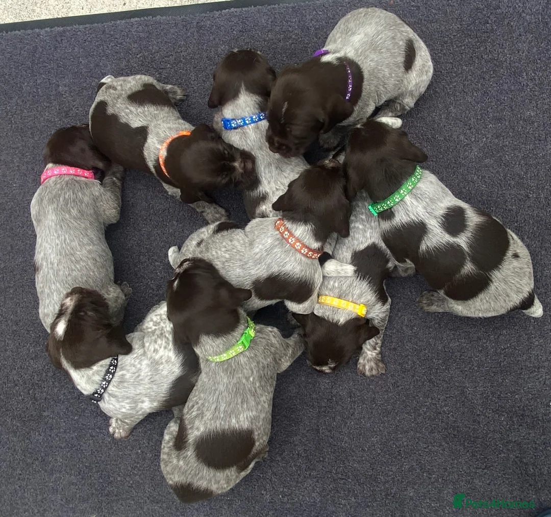 German Wirehaired Pointer dogs for sale: KC Registered German Wirehaired Pointer Puppies - Advert 1