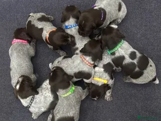 German Wirehaired Pointer dogs for sale: KC Registered German Wirehaired Pointer Puppies - Advert 1