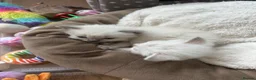 Ragdoll cats for sale: Ragdoll Kittens in Brighton - Advert 4