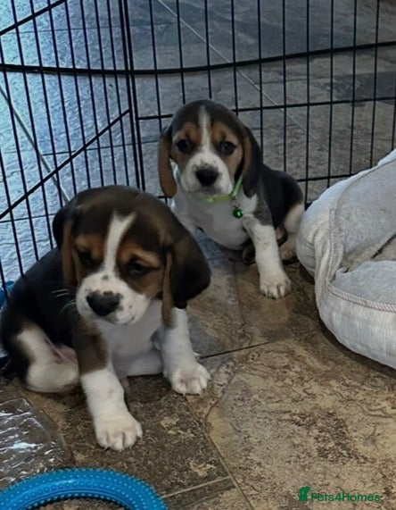 Beagle dogs Beagle ( foot beagles ) - Advert 1