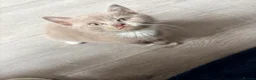 British Shorthair cats for sale:   L  Affectionate British Shorthair kittens - Advert 26