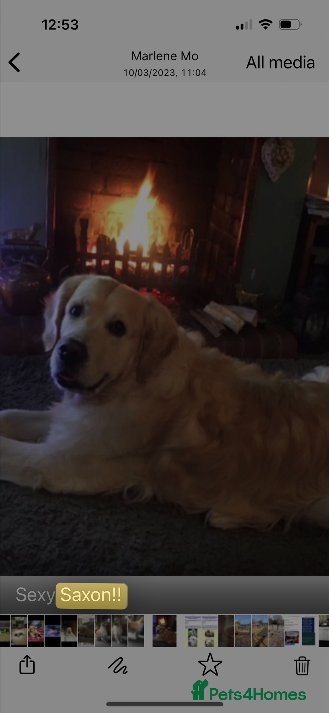 Golden Retriever dogs for sale: Gorgeous Show Type Golden Retrievers - Image 7