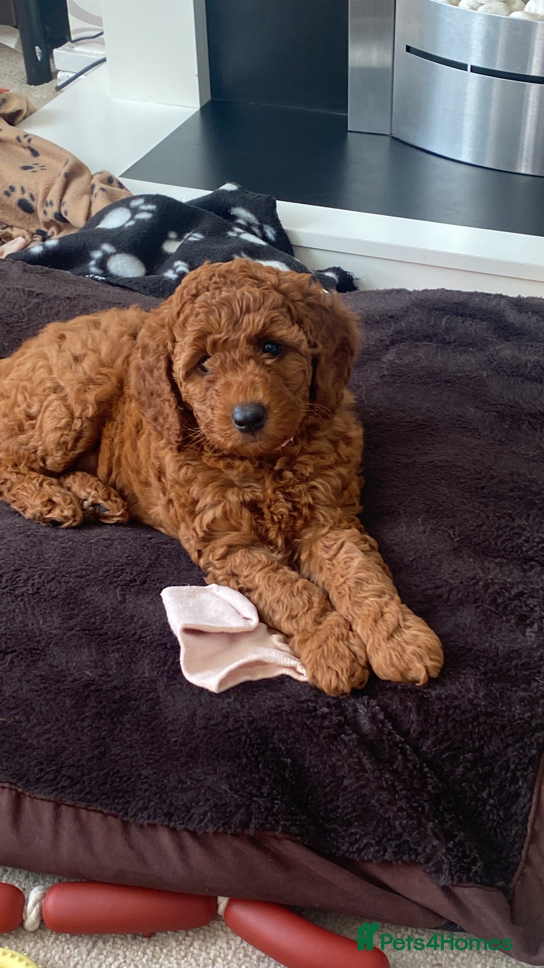Labradoodle dogs for sale: Stunning red miniature labradoodle puppies - Image 2