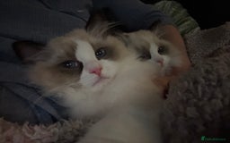 Ragdoll cats for sale: Gorgeous Ragdoll Kittens - Royal Raggies - Advert 7