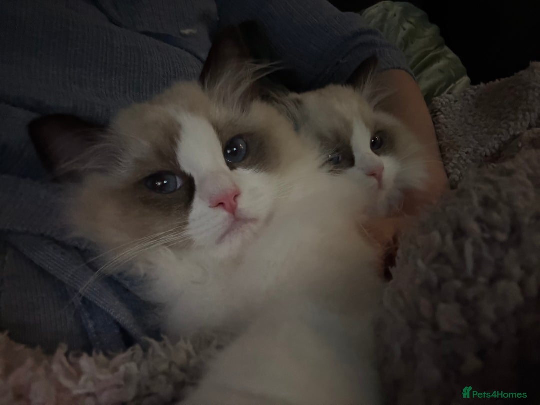 Ragdoll cats for sale: Gorgeous Ragdoll Kittens - Royal Raggies - Advert 7