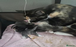 Mixed Breed cats for sale: 3 beautiful greys and a stunning cream kitten - Image 10
