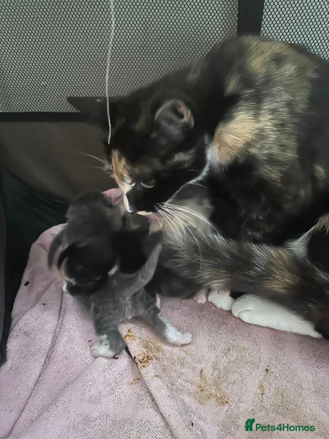 Mixed Breed cats for sale: 3 beautiful greys and a stunning cream kitten - Image 10