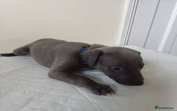 Whippet dogs for sale:  WHIPPET BABY'S (not kc reg) - Image 11