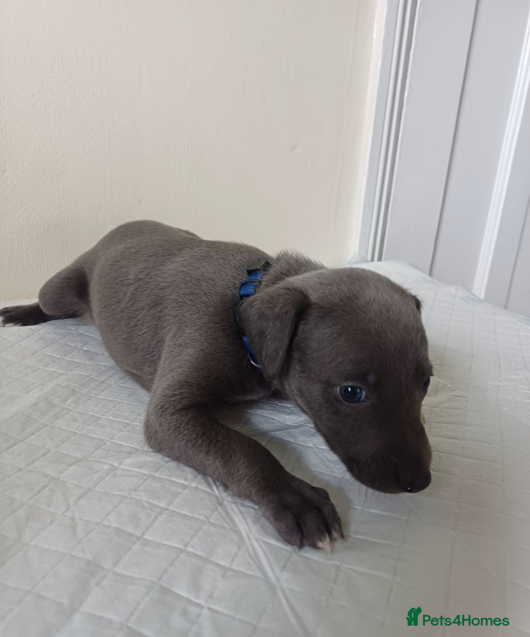 Whippet dogs for sale:  WHIPPET BABY'S (not kc reg) - Image 11