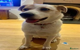 Mixed Breed dogs for adoption: Meet Nancy, currently residing in Hertfordshire  - Image 6