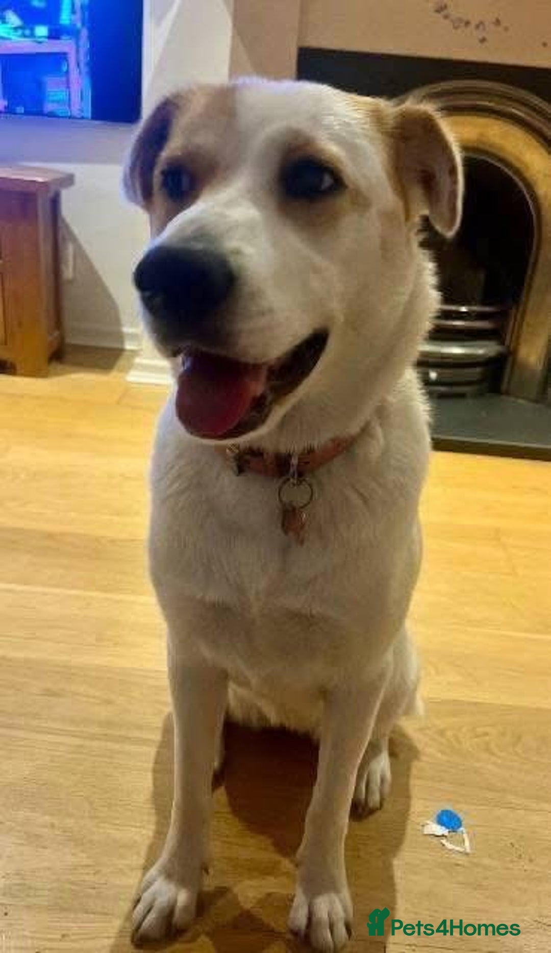 Mixed Breed dogs for adoption: Meet Nancy, currently residing in Hertfordshire  - Image 6