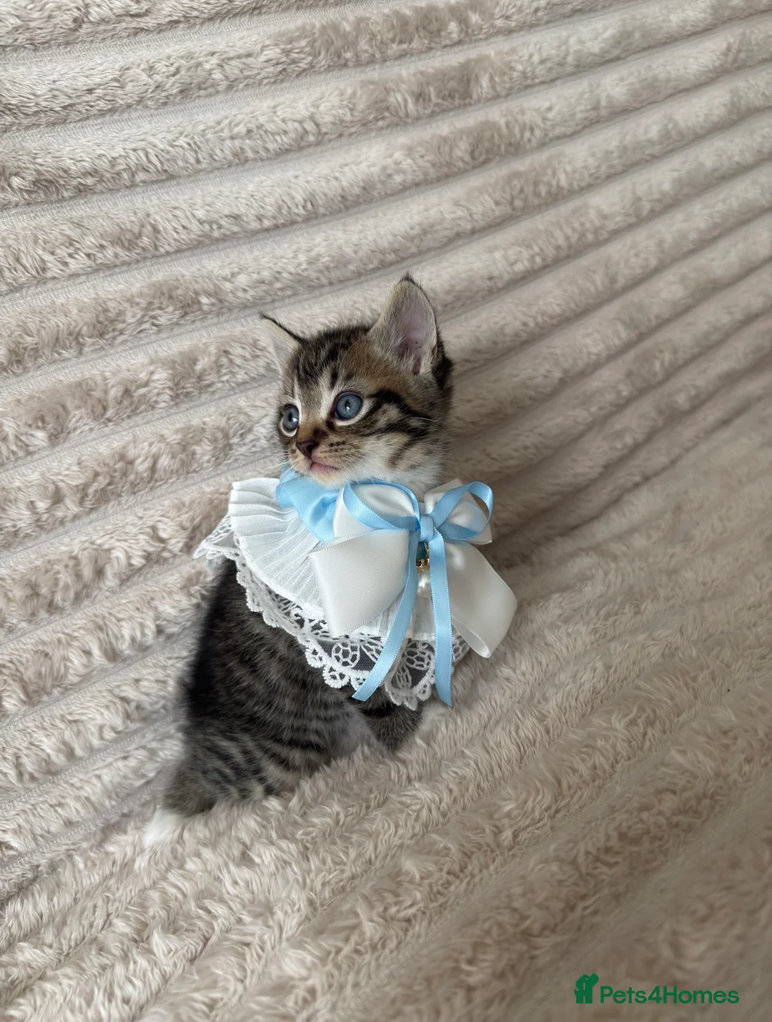 Mixed Breed cats for sale: Sweet kittens are looking for a new home. - Advert 5