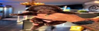 Newfoundland 7