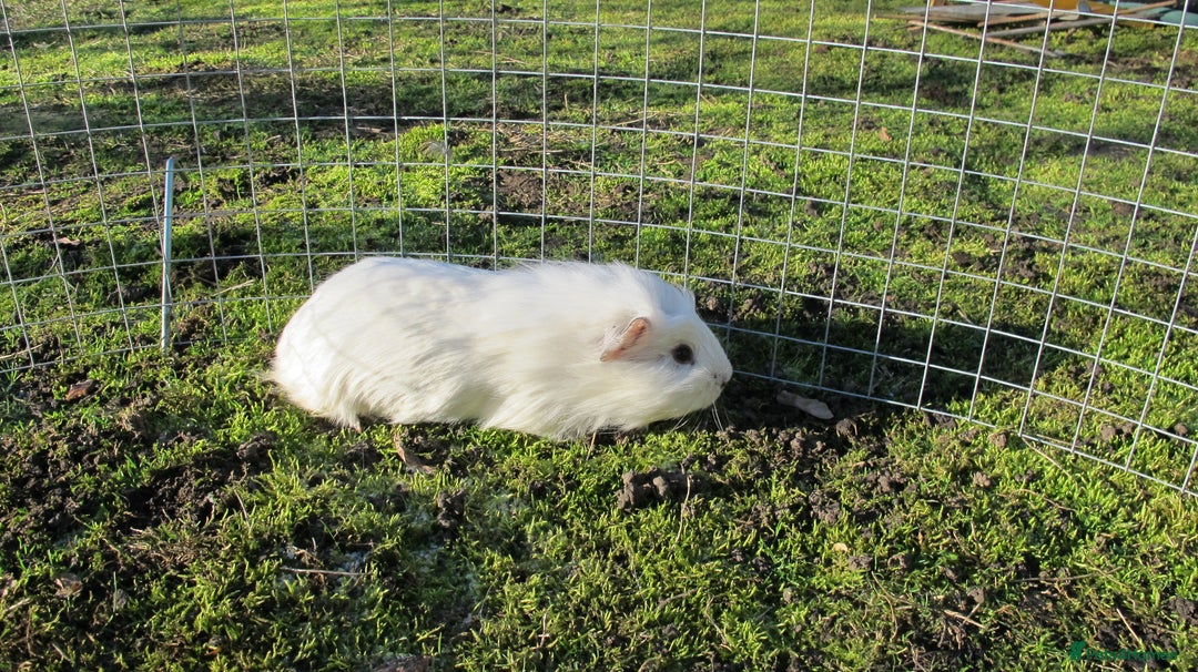 Guinea Pig rodents for sale: stunning male guinea pigs, several types & colours - Advert 12