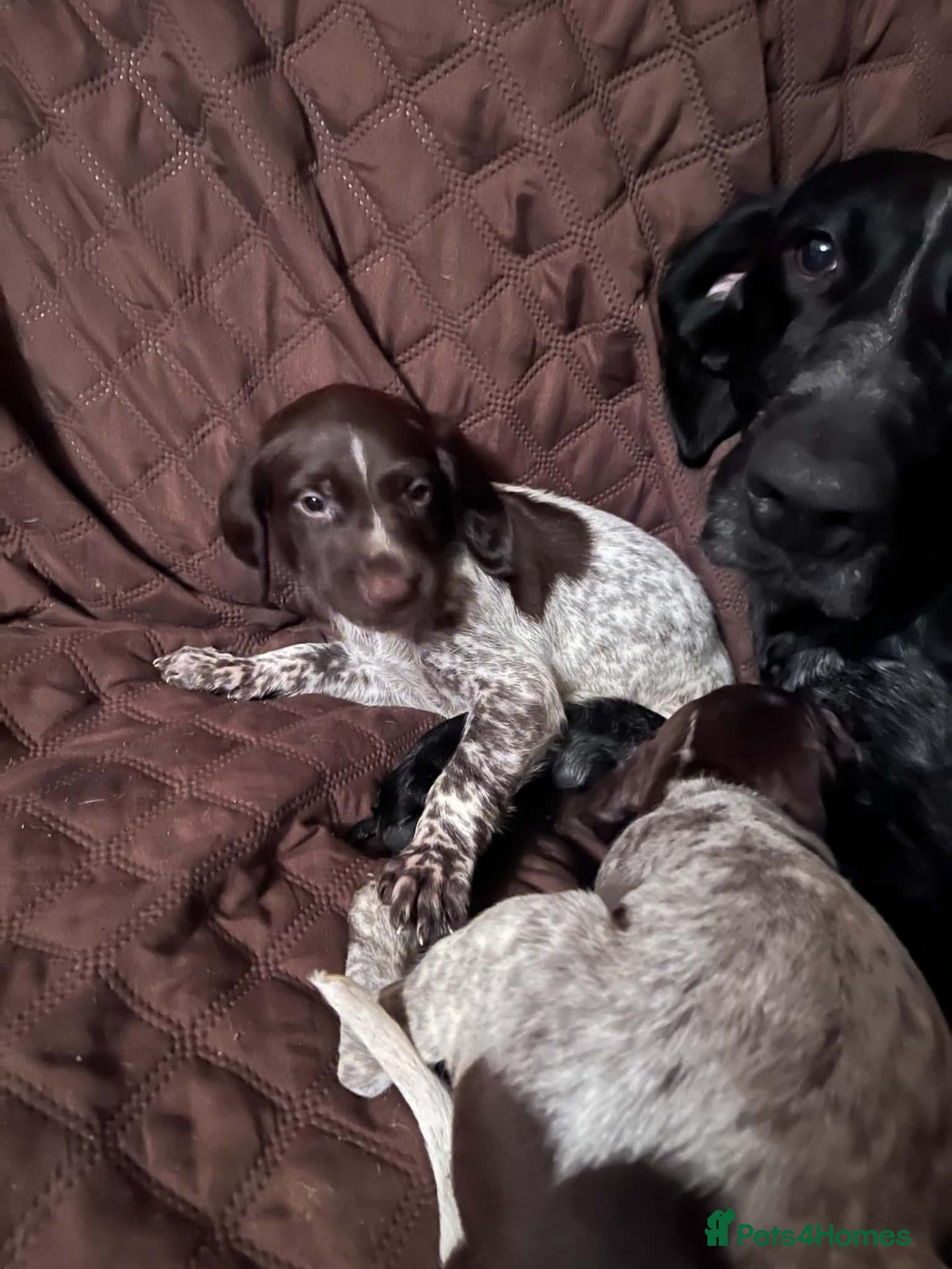 German Shorthaired Pointer dogs ❤️Gorgeous Gsp puppies ❤️🐾🐾 - Advert 5