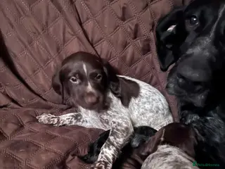 German Shorthaired Pointer dogs ❤️Gorgeous Gsp puppies ❤️🐾🐾 - Advert 5