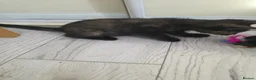 Bengal cats for sale: Stunning Bengal Cross Kittens - Advert 26