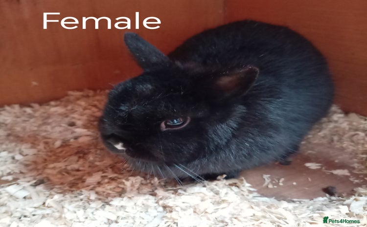 Netherland Dwarf rabbits Netherland dwarf females and males - Advert 8