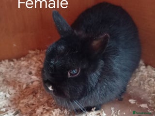Netherland Dwarf rabbits Netherland dwarf females and males - Advert 19