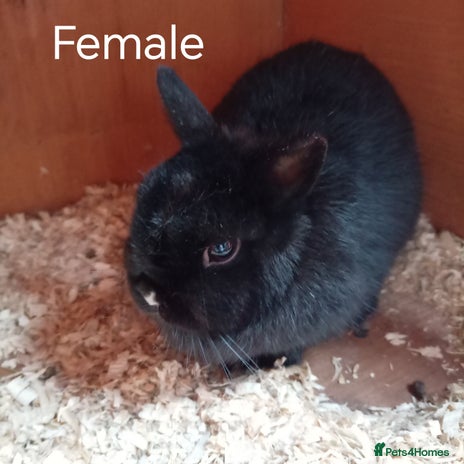 Netherland Dwarf rabbits Netherland dwarf females and males - Advert 8