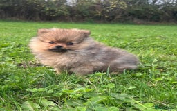 Pomeranian dogs for sale: Outstanding Tiny Pomeranian Puppies - Advert 4