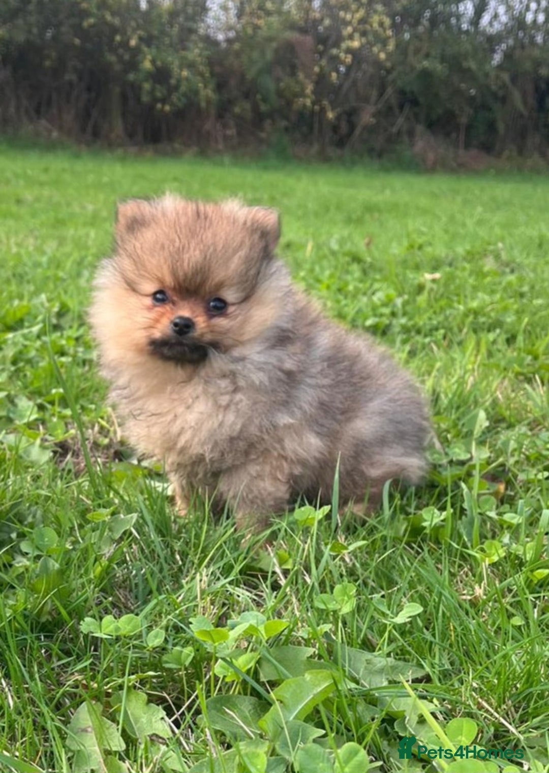 Pomeranian dogs for sale: Outstanding Tiny Pomeranian Puppies - Advert 4